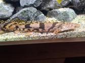 Polypterus endlicheri ir ornatipinnis - nuotraukos Nr. 3