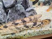 Polypterus endlicheri ir ornatipinnis - nuotraukos Nr. 4