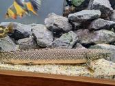 Polypterus endlicheri ir ornatipinnis - nuotraukos Nr. 5