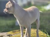 Chihuahua - nuotraukos Nr. 4