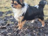 Chihuahua - nuotraukos Nr. 5