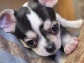 Chihuahua - nuotraukos Nr. 6