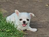 Chihuahua - nuotraukos Nr. 12