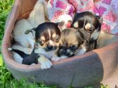 Chihuahua - nuotraukos Nr. 16