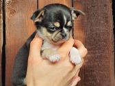 Chihuahua - nuotraukos Nr. 17