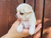 Chihuahua - nuotraukos Nr. 18