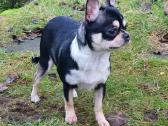 Chihuahua - nuotraukos Nr. 20