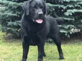 Labradoro retriverių šuniukai - nuotraukos Nr. 6