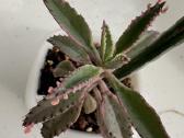 Kalanchoe serrata variegata - nuotraukos Nr. 2