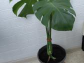 Monstera