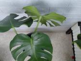 Monstera - nuotraukos Nr. 2