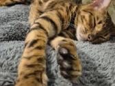 Bengalas su kilmės dokumentais - nuotraukos Nr. 8