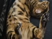 Bengalas su kilmės dokumentais - nuotraukos Nr. 9