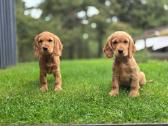 Parduodami Cocker spanieliaus kalytė ir patinukas. - nuotraukos Nr. 2