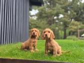 Parduodami Cocker spanieliaus kalytė ir patinukas. - nuotraukos Nr. 3