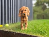 Parduodami Cocker spanieliaus kalytė ir patinukas. - nuotraukos Nr. 7