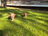 Parduodami Cocker spanieliaus patinukas. - nuotraukos Nr. 7