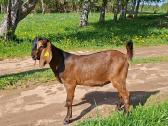 Grynaveisliai Anglo Nubians ožiukai - nuotraukos Nr. 4
