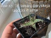 Sukulentai euphorbia platuclada, gasteria ir kiti - nuotraukos Nr. 5