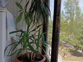 Juka + Dracena + avokadas + sukulentai