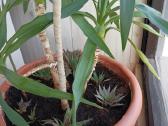 Juka + Dracena + avokadas + sukulentai - nuotraukos Nr. 2