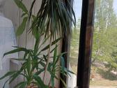 Juka + Dracena + avokadas + sukulentai - nuotraukos Nr. 3