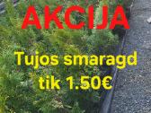 Tujos smaragd