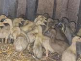 Parduodami ančiukai ir kiaušiniai perinimui - nuotraukos Nr. 4