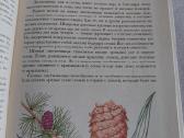 Растительный мир нашей Родины - nuotraukos Nr. 4