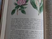 Растительный мир нашей Родины - nuotraukos Nr. 6