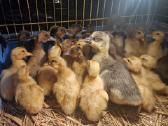 Parduodami ančiukai ir kiaušiniai perinimui - nuotraukos Nr. 10