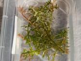 Rotala rotundifolia - nuotraukos Nr. 2