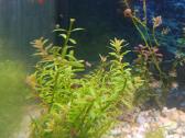 Rotala rotundifolia