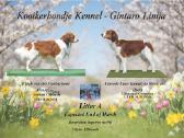 Parduodami Kooikerhondje Nyderlandų spanieliai