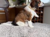 Parduodami Kooikerhondje Nyderlandų spanieliai - nuotraukos Nr. 4
