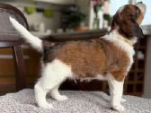 Parduodami Kooikerhondje Nyderlandų spanieliai - nuotraukos Nr. 3