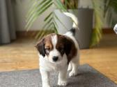 Parduodami Kooikerhondje Nyderlandų spanieliai - nuotraukos Nr. 2