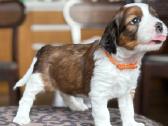 Parduodami Kooikerhondje Nyderlandų spanieliai - nuotraukos Nr. 5
