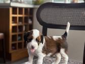 Parduodami Kooikerhondje Nyderlandų spanieliai - nuotraukos Nr. 7