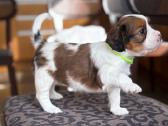 Parduodami Kooikerhondje Nyderlandų spanieliai - nuotraukos Nr. 6