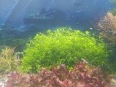 Hemianthus micranthemoides