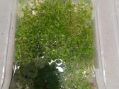 Hemianthus micranthemoides - nuotraukos Nr. 2