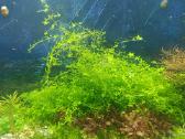 Hemianthus micranthemoides - nuotraukos Nr. 3