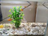 Parduodamos akvariumo žuvytės