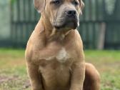 American Bully (standart)