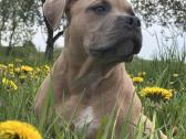 American Bully (standart) - nuotraukos Nr. 4