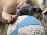 American Bully (standart) - nuotraukos Nr. 3