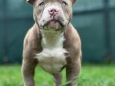 American Bully (poket) - nuotraukos Nr. 3