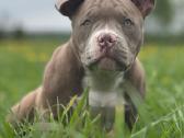 American Bully (poket) - nuotraukos Nr. 4
