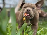 American Bully (poket) - nuotraukos Nr. 5